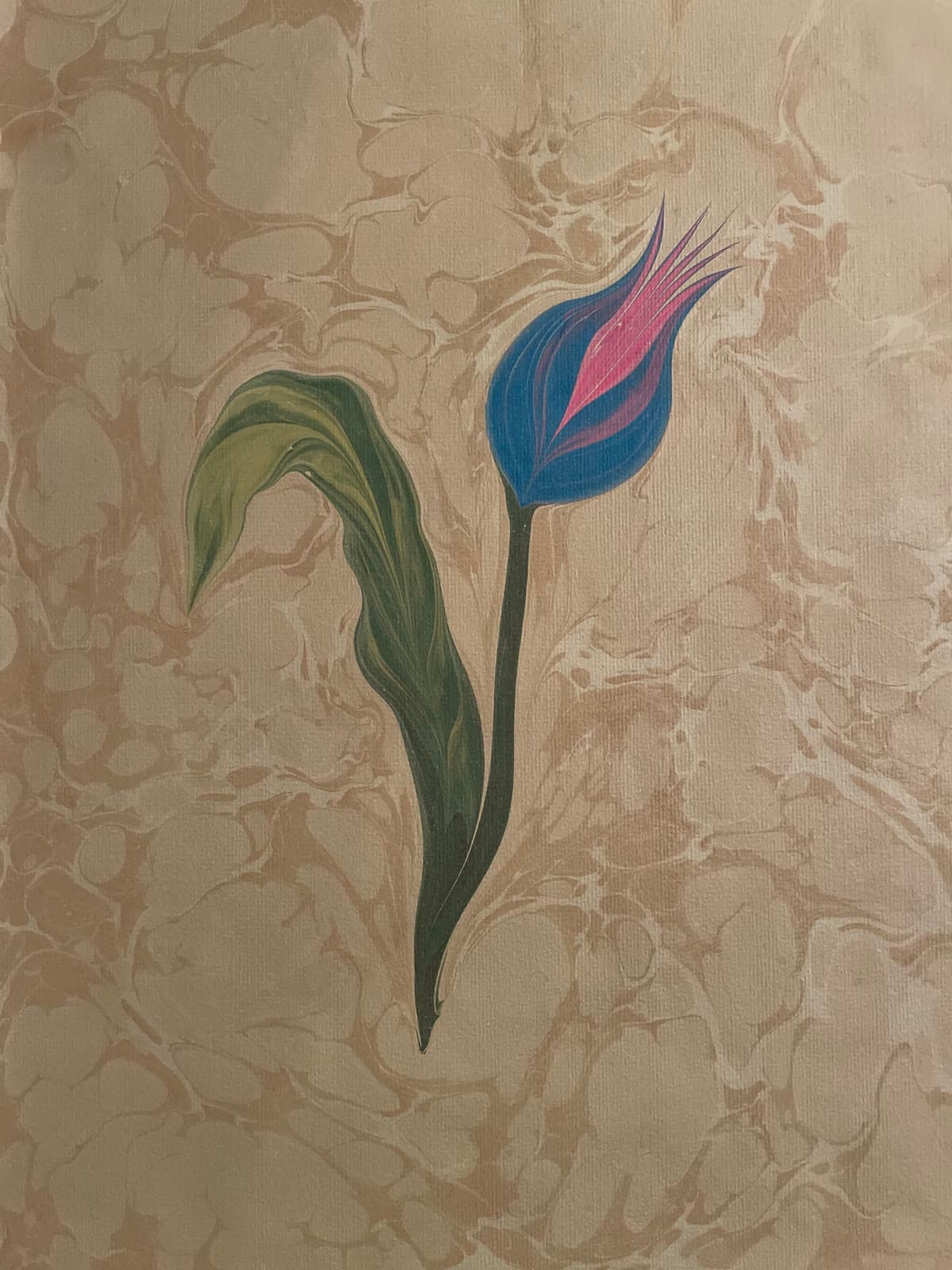 Lale in Rosa und Blau