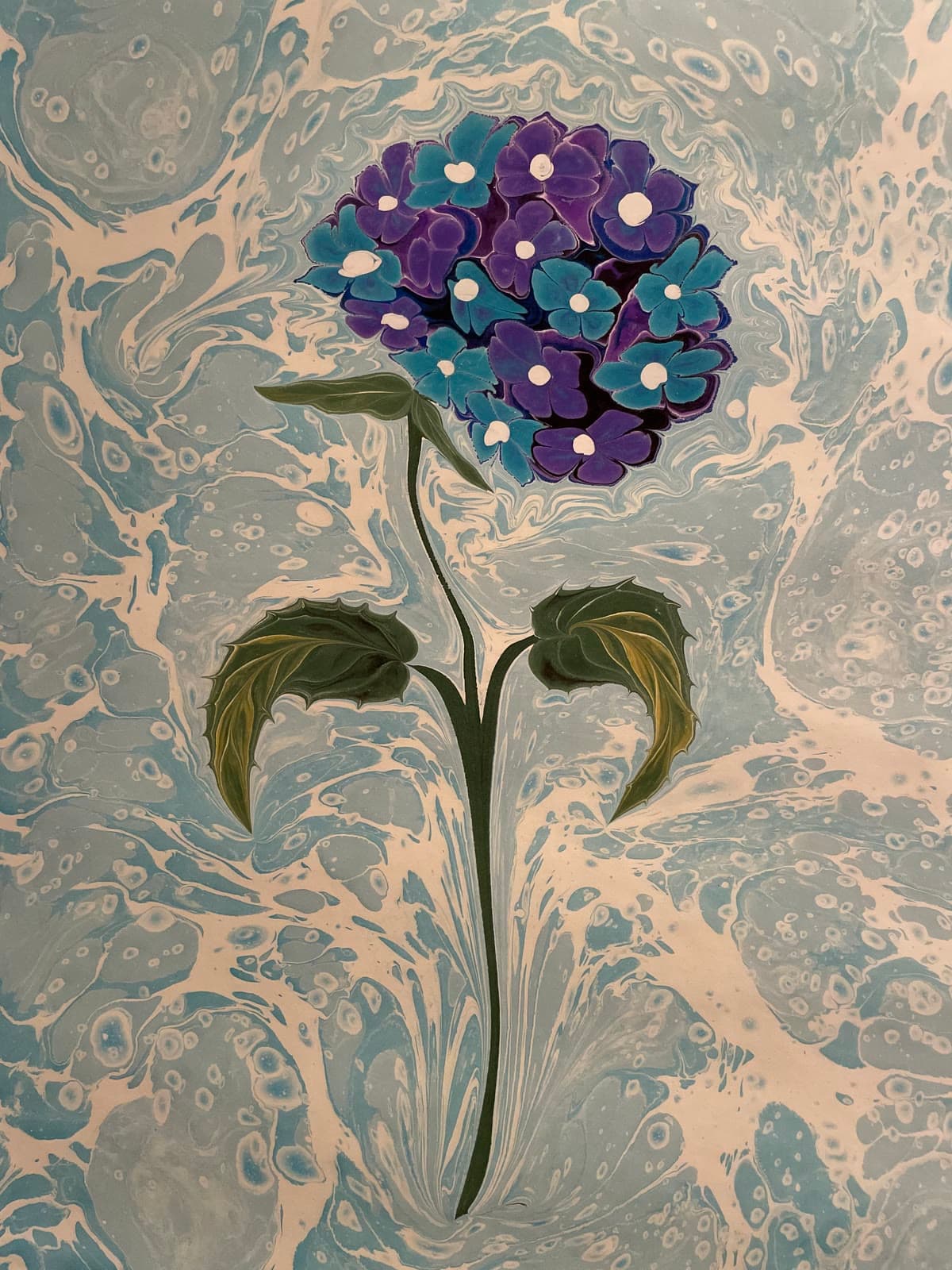 Weite Hortensie