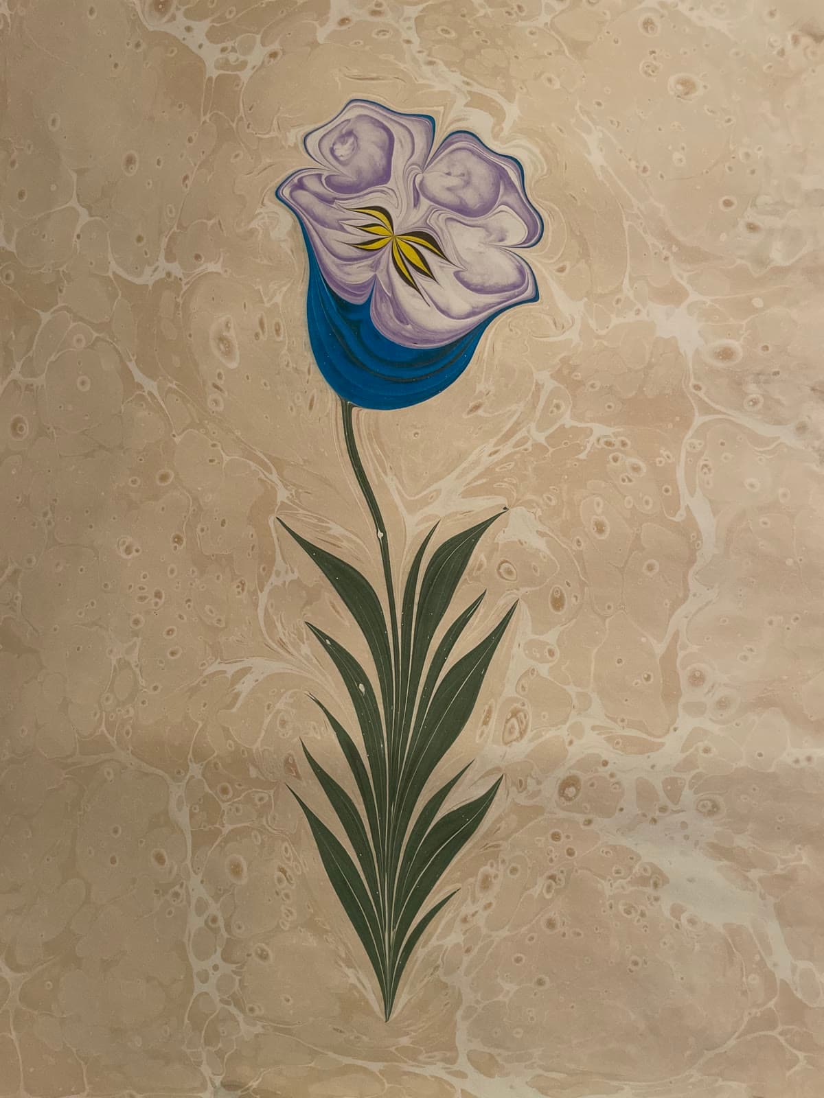 Rose in Violett und Weiß