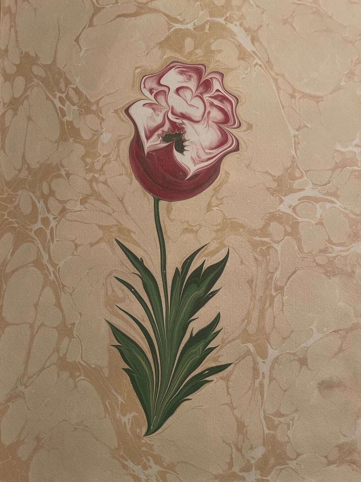 Rose in Karmesin und Weiß