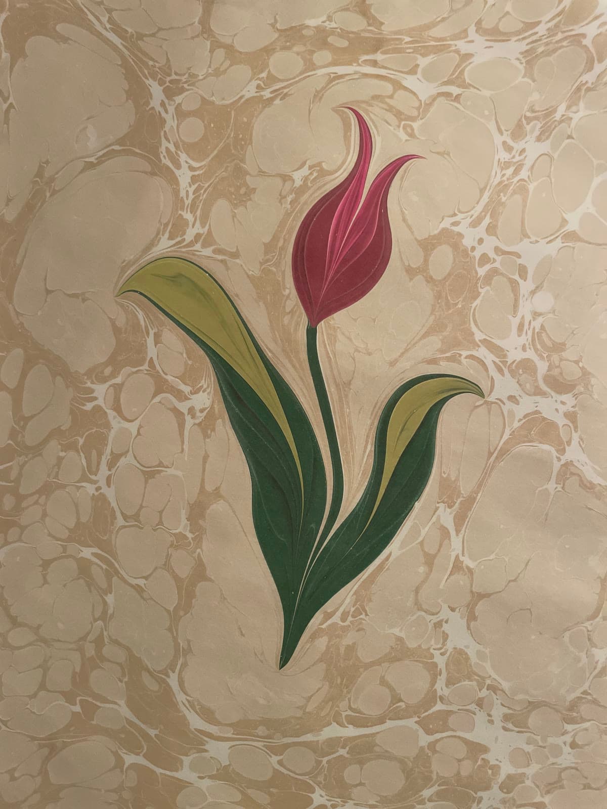 Lale in Karmesin auf Creme
