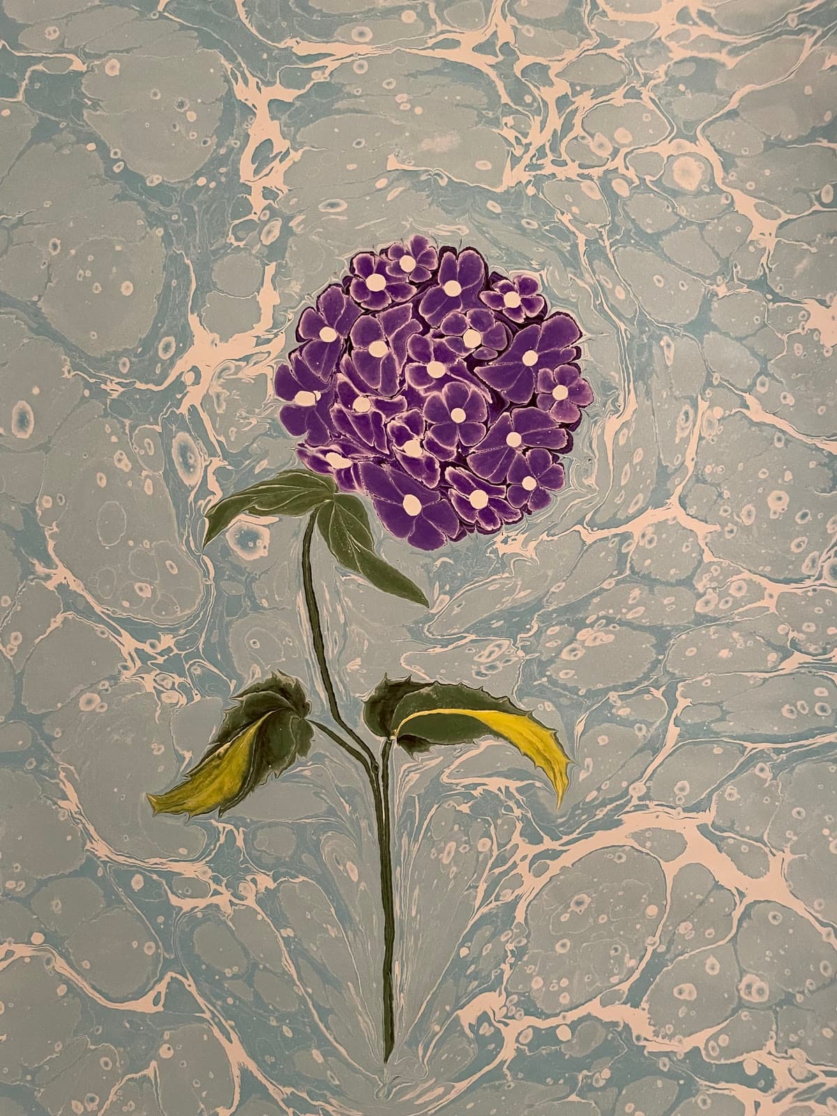 Hortensie mit zwei Blättern