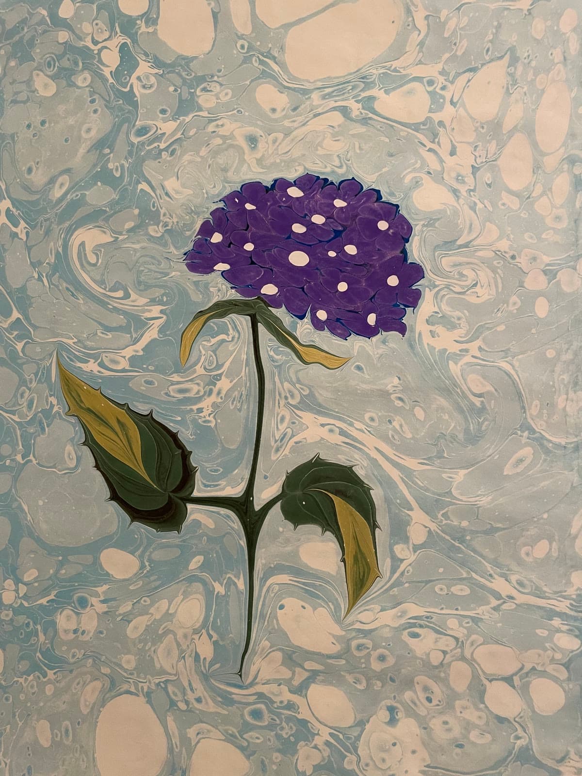 Geneigte Hortensie